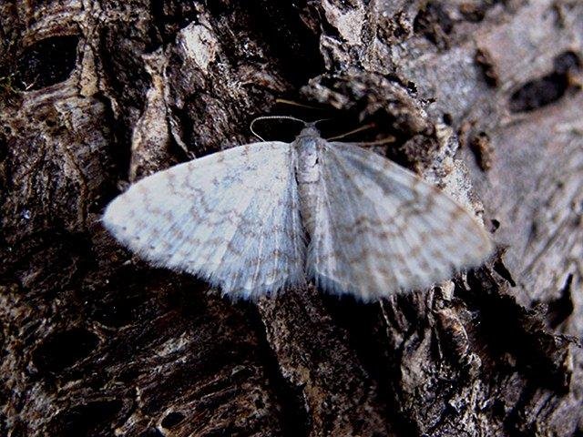 Small White Wave (Asthena albulata), adult Copyright Keith Dover.