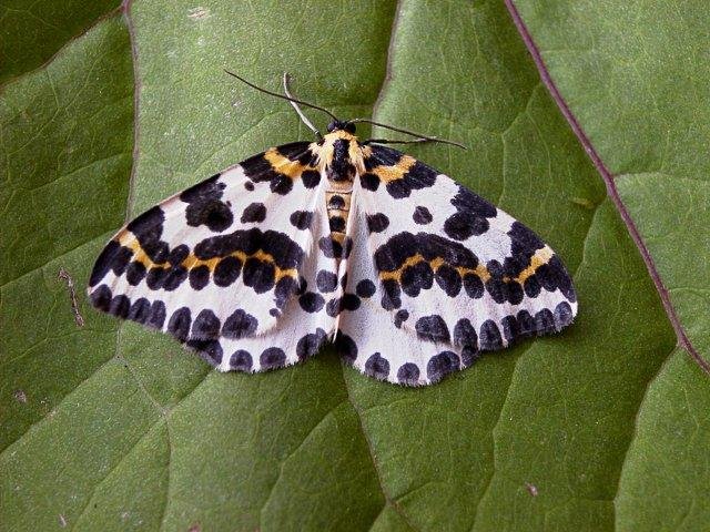Magpie Moth (Abraxas grossulariata), adult. Copyright Keith Dover.