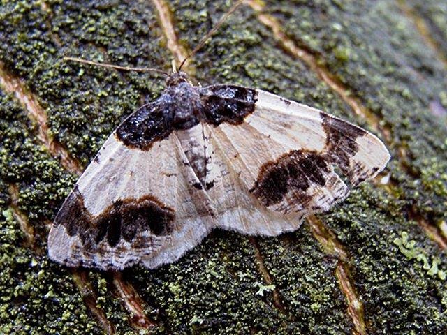 Scorched Carpet (Ligdia adustata), adult. Copyright Keith Dover.