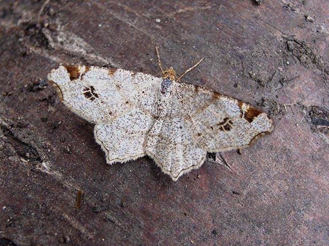 Peacock Moth (Macaria notata), adult Copyright Keith Dover.