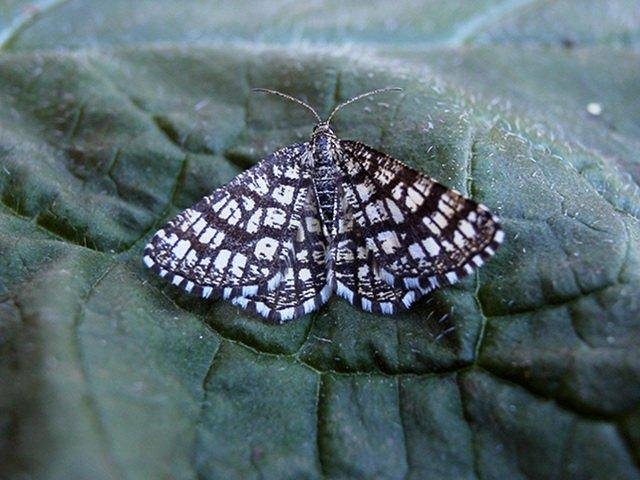 Latticed Heath (Chiasmia clathrata), adult. Copyright Keith Dover.