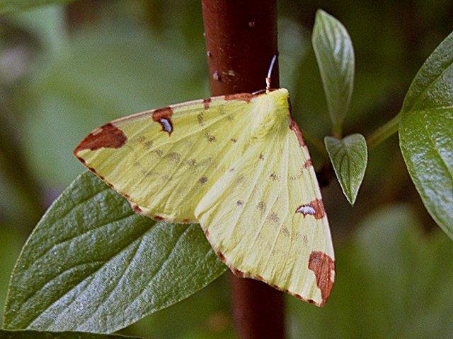 Brimstone Moth (Opisthograptis luteolata), adult. Taken outside Durham. Copyright Keith Dover.