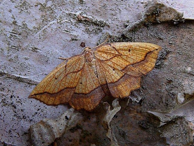 Bordered Beauty (Epione repandaria), adult. Taken outside Durham. Copyright Keith Dover.