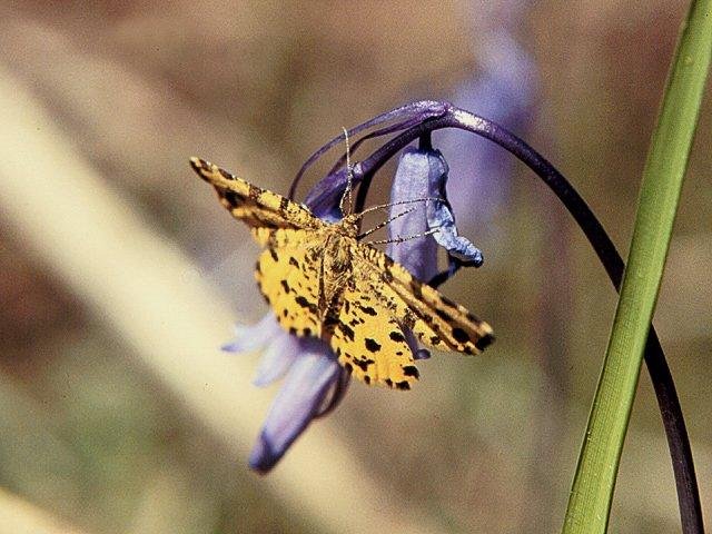 Speckled Yellow (Pseudopanthera macularia), adult. Taken outside Durham. Copyright Keith Dover.