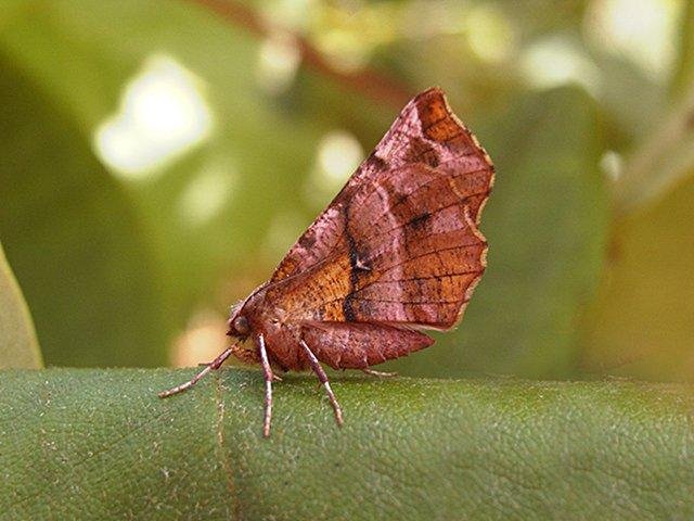 Early Thorn (Selenia dentaria), adult. Copyright Keith Dover.