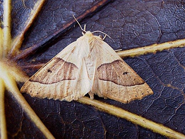 Scalloped Oak (Crocallis elinguaria), adult. Copyright Keith Dover.