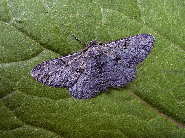 Willow Beauty (Peribatodes rhomboidaria), adult. Taken outside Durham. Copyright Keith Dover.