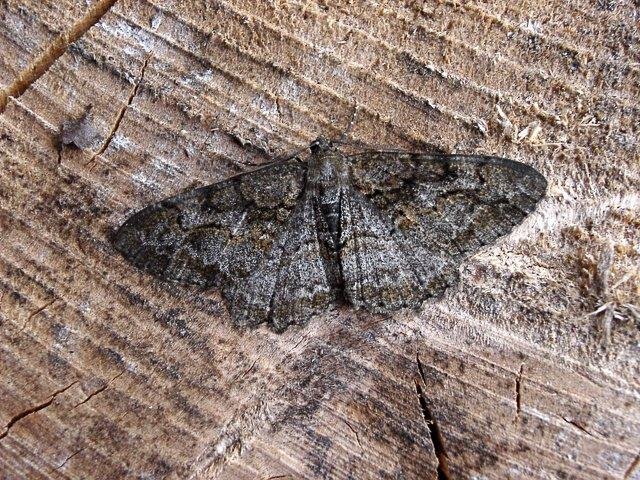 Mottled Beauty (Alcis repandata), adult. Copyright Keith Dover.