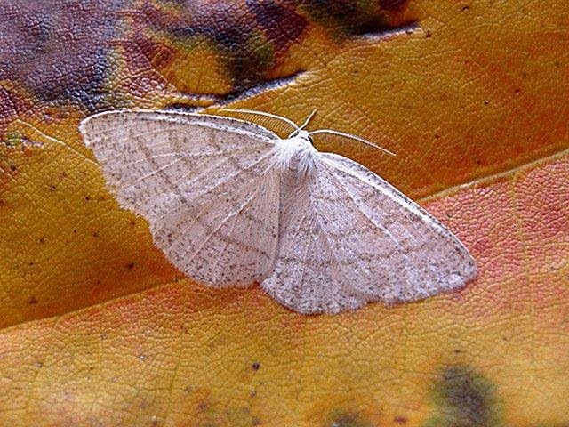 Common White Wave (Cabera pusaria), adult. Copyright Keith Dover.