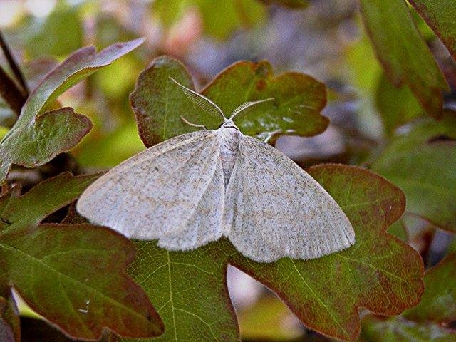 Common Wave (Cabera exanthemata), adult. Taken outside Durham. Copyright Keith Dover.