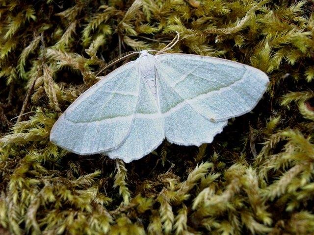 Light Emerald (Campaea margaritaria), adult. Copyright Keith Dover.