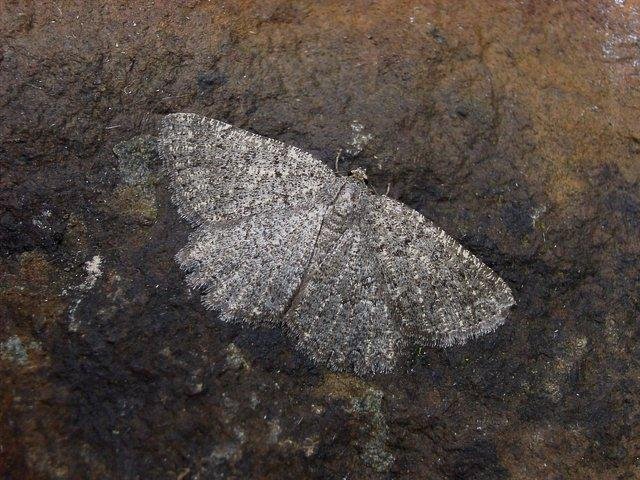 Annulet (Charissa obscurata), adult. Taken outside Durham, 29-07-2004. Copyright Keith Dover.