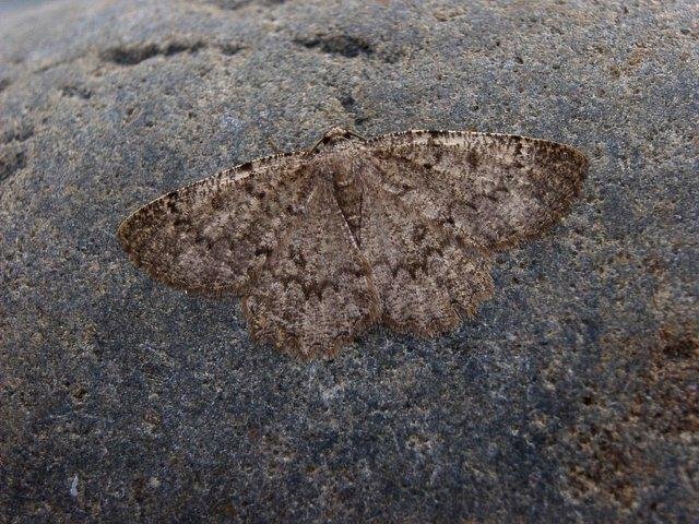 Annulet (Charissa obscurata), adult. Taken outside Durham, 29-07-2004. Copyright Keith Dover.