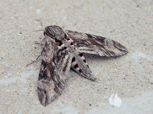 Convolvulus Hawk-moth (Agrius convolvuli), adult. Copyright Keith Dover.
