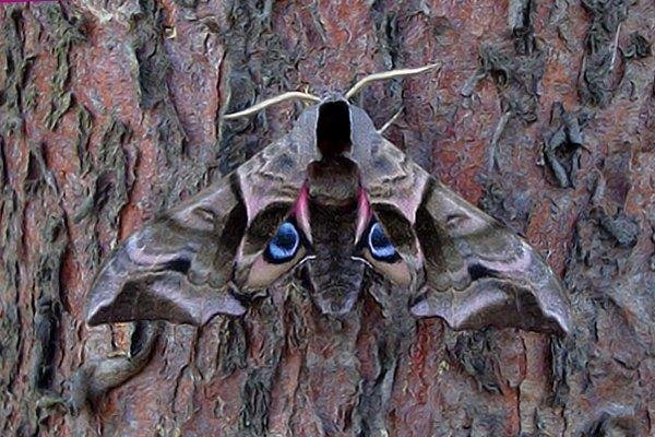 Eyed Hawk-moth (Smerinthus ocellata), adult. Taken outside Durham. Copyright Keith Dover.