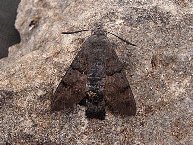 Humming-bird Hawk-moth (Macroglossum stellatarum), adult. Taken outside Durham. Copyright Keith Dover.