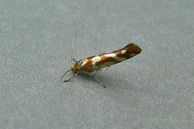 Argyresthia goedartella, adult. Chester-le-Street, 25-07-2010. Copyright Keith Dover.