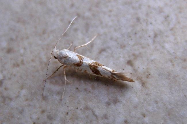 Argyresthia sorbiella, adult. Chester-le-Street, 04-07-2007. Copyright Keith Dover.