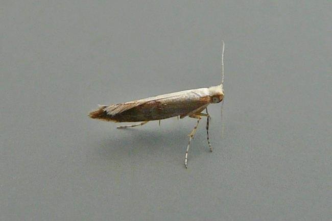 Argyresthia semitestacella, adult. Chester-le-Street, 19-09-2014. Copyright Keith Dover.