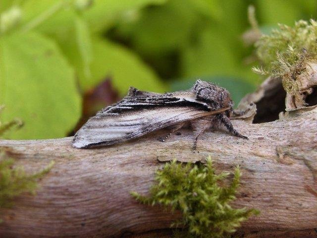 Swallow Prominent (Pheosia tremula), adult. Copyright Keith Dover.