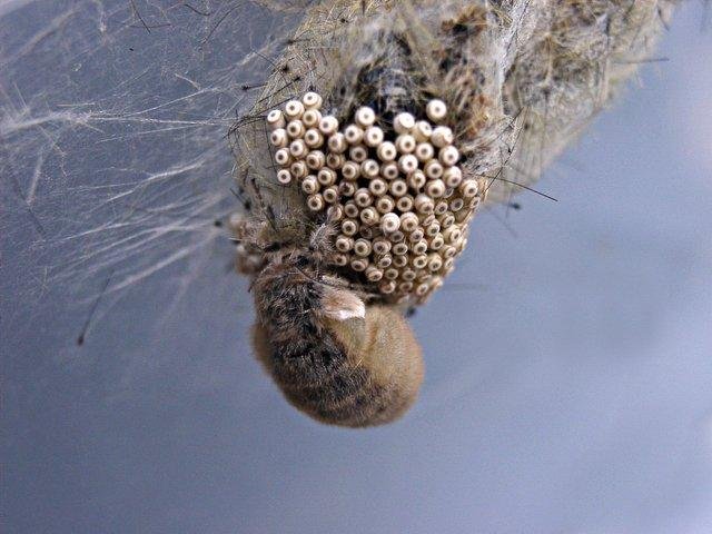 Vapourer (Orgyia antiqua), egg-batch. Copyright Keith Dover.