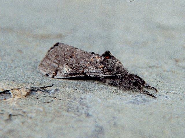 Dark Tussock (Dicallomera fascelina), adult. Copyright Keith Dover.