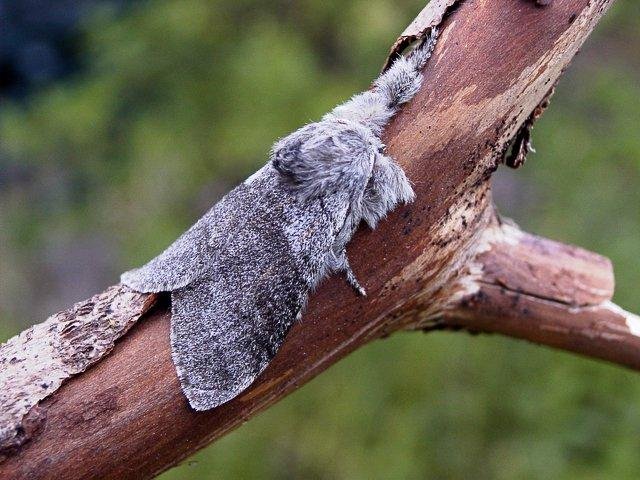 Pale Tussock (Calliteara pudibunda), adult. Copyright Keith Dover.
