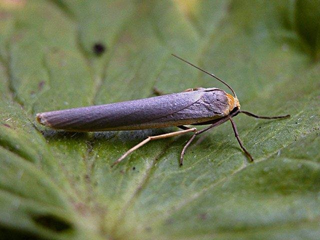 Scarce Footman (Eilema complana), adult. Copyright Keith Dover.