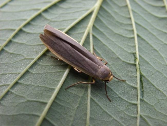 Common Footman (Eilema lurideola), adult. Copyright Keith Dover.