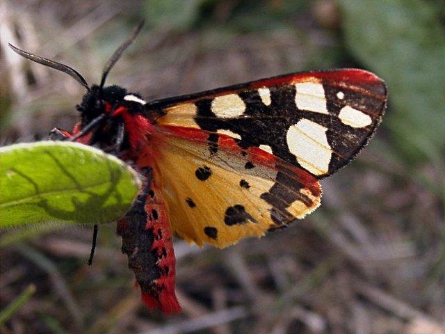 Cream-spot Tiger (Arctia villica), adult. 19-06-2004. Copyright Keith Dover.
