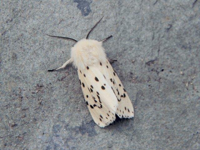 White Ermine (Spilosoma lubricipeda), adult. Copyright Keith Dover.
