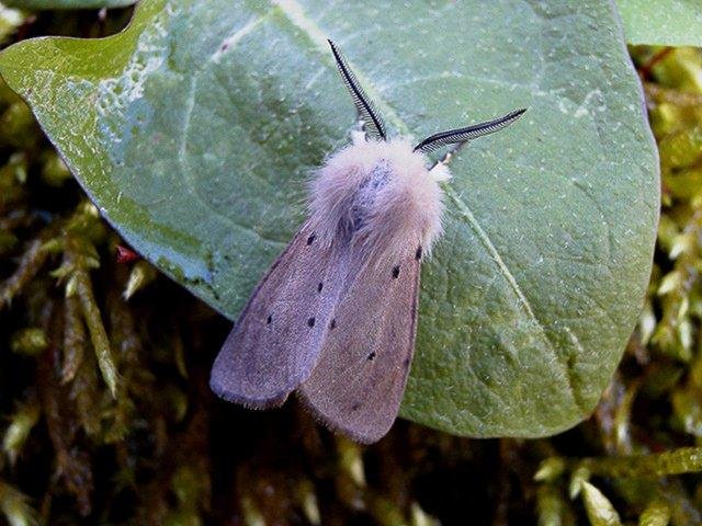 Muslin Moth (Diaphora mendica), adult. Chester-le-Street. Copyright Keith Dover.