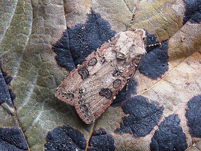 Turnip Moth (Agrotis segetum), adult. Taken outside Durham. Copyright Keith Dover.