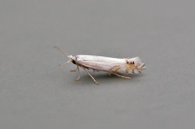 Laburnum Leaf Miner (Leucoptera laburnella), adult. Chester-le-Street, 10-08-2015. Copyright Keith Dover.
