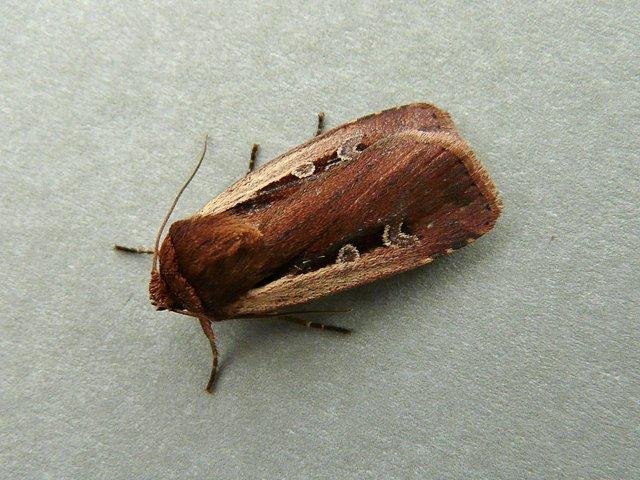 Flame Shoulder (Ochropleura plecta), adult. Chester-le-Street, 31-10-2009. Copyright Keith Dover.