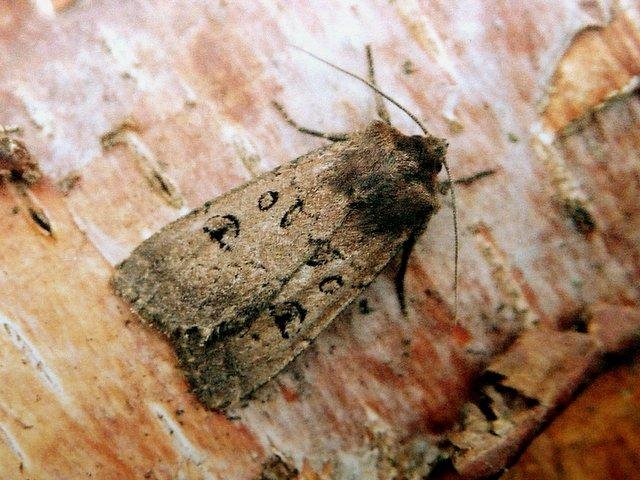 Double Dart (Graphiphora augur), adult. Taken outside Durham, 06-12-2005. Copyright Keith Dover.