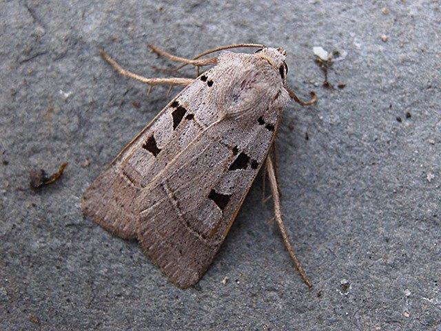 Autumnal Rustic (Eugnorisma glareosa), adult. Copyright Keith Dover.