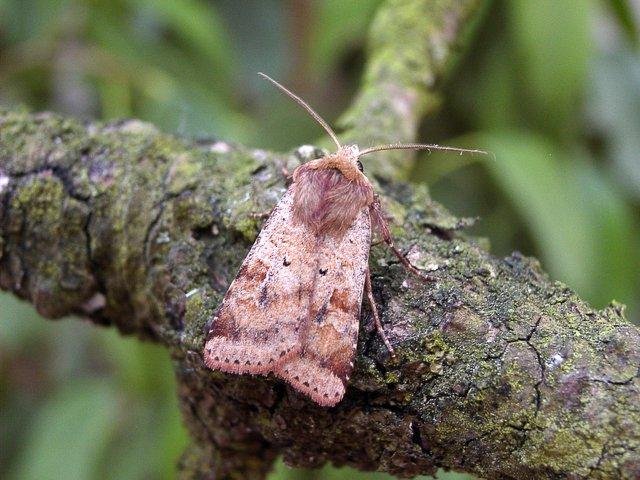 Ingrailed Clay (Diarsia mendica), adult. Taken outside Durham, 28-07-2004. Copyright Keith Dover.