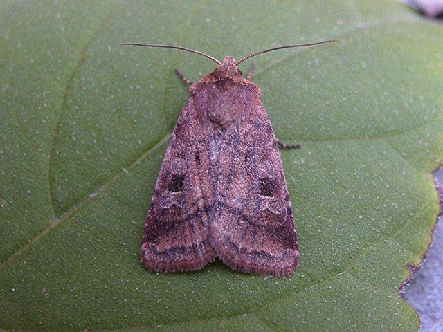 Small Square-spot (Diarsia rubi), adult. Copyright Keith Dover.