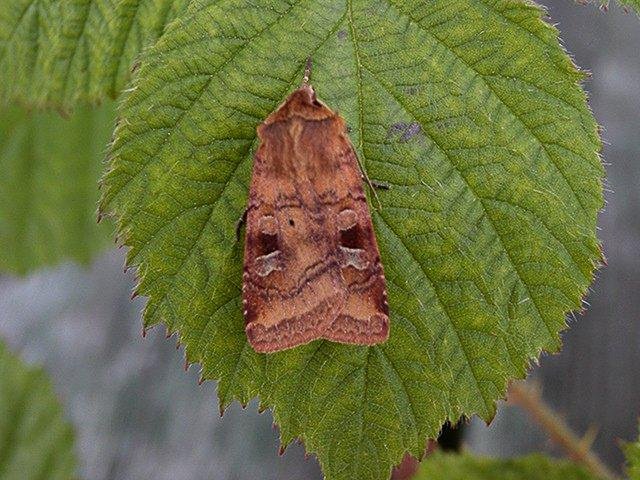 Fen Square-spot (Diarsia florida), adult. Taken outside Durham. Copyright Keith Dover.