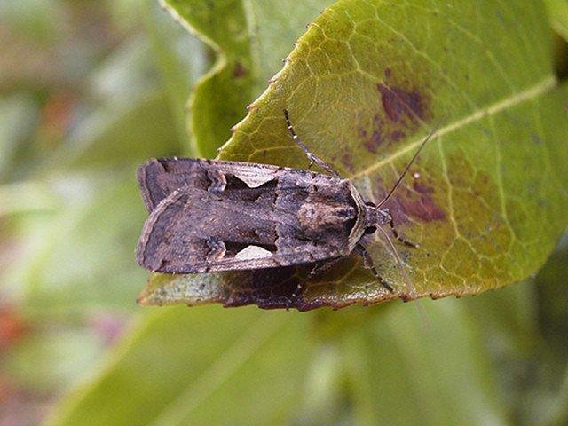 Setaceous Hebrew Character (Xestia c-nigrum), adult. Copyright Keith Dover.