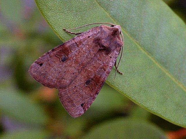 Dotted Clay (Xestia baja), adult. Copyright Keith Dover.