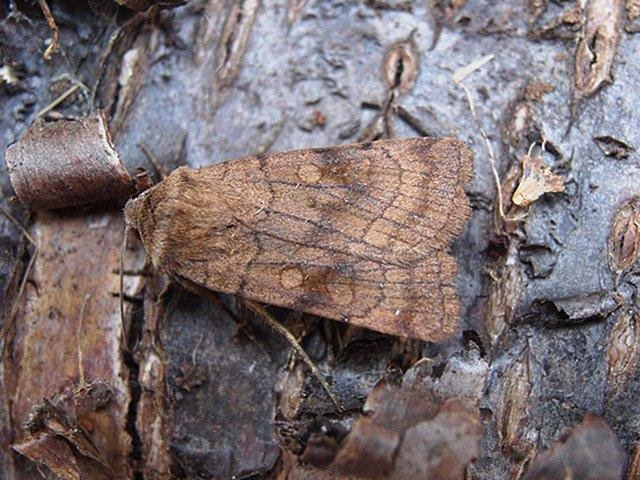 Six-striped Rustic (Xestia sexstrigata), adult. Copyright Keith Dover.