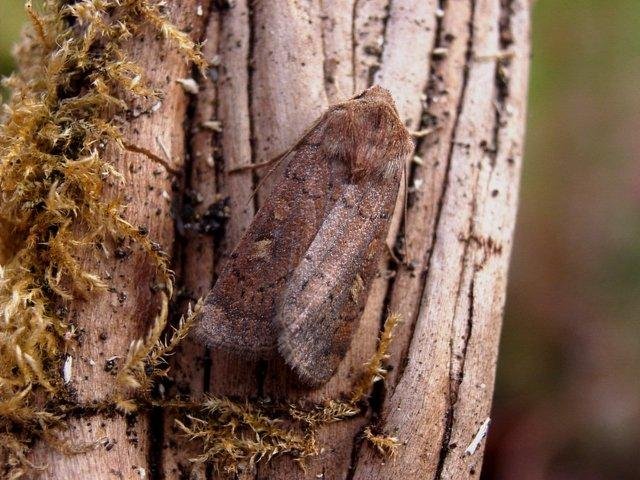 Square-spot Rustic (Xestia xanthographa), adult. Copyright Keith Dover.