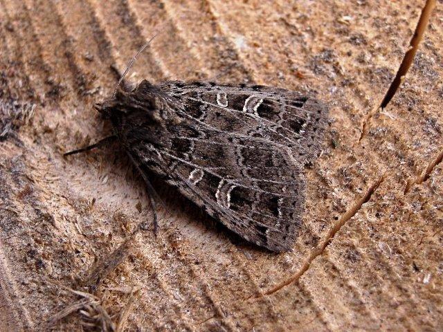 Gothic (Naenia typica), adult. Copyright Keith Dover.