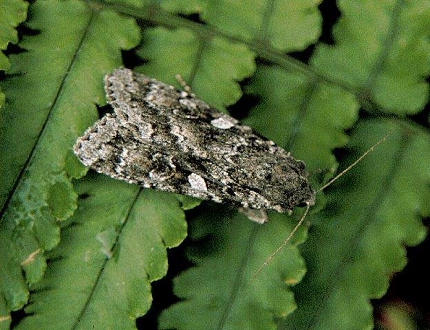 Great Brocade (Eurois occulta), adult. Copyright Keith Dover.