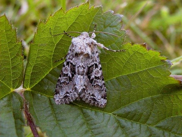Shears (Hada plebeja), adult. Copyright Keith Dover.