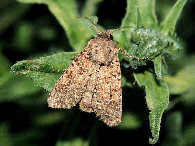 White Colon (Sideridis turbida), adult. Taken outside Durham. Copyright Keith Dover.