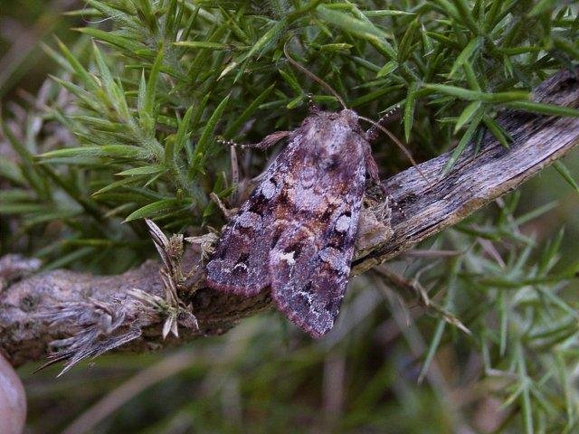 Broom Moth (Ceramica pisi), adult. Taken outside Durham, 26-07-2004. Copyright Keith Dover.