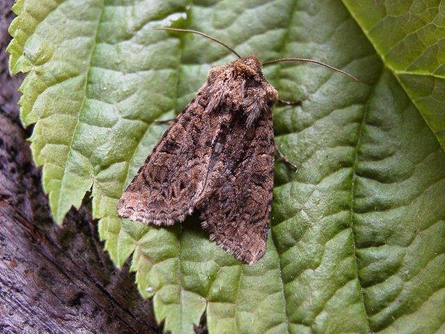 Tawny Shears (Hadena perplexa), adult. Copyright Keith Dover.